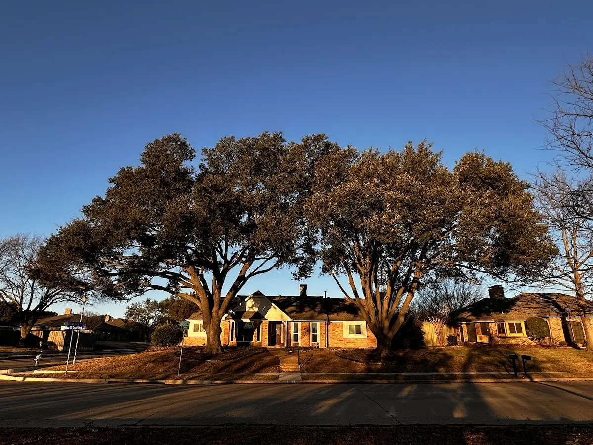 Established residential canopy tree shading a home in Boswell